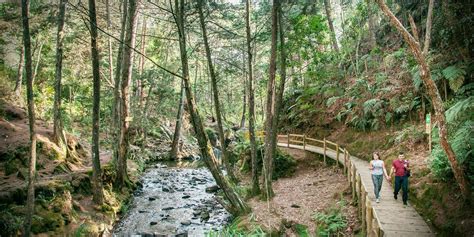  Il Parque Arví: Un Oasis di Tranquillità tra le Nuvole di Medellín!