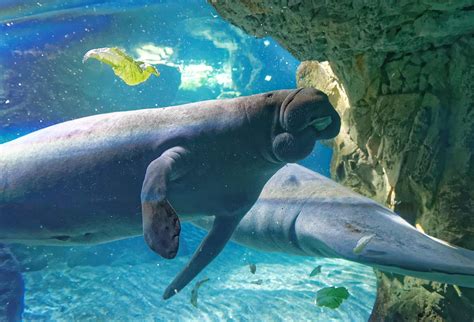 L'Acquario di Huelva: Un Tuffo nel Regno Marino e un'Esplorazione Fantastica della Biodiversità!